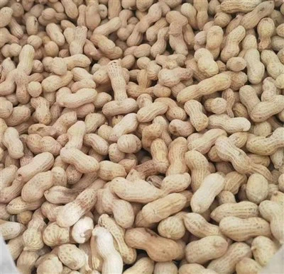 Qobiqdagi kichkina yaponcha qovurilgan yeryong'oq