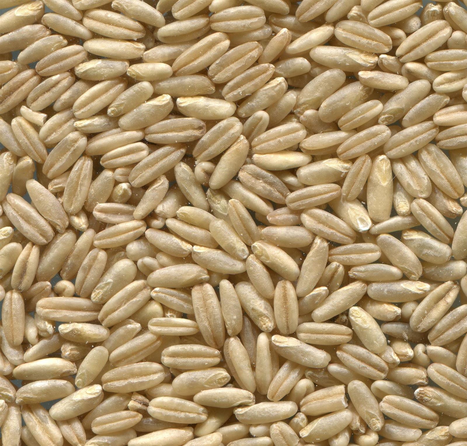 product-1920-1831 product-1920-1831