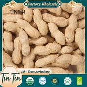 Qobiq kichkina yapon turidagi yerfıstığı