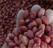 Ulgurji 100% tabiiy va eng yaxshi sifatli Xitoy qizil terisi yeryong'oq yadrolari